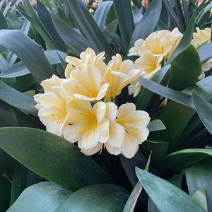 Meet your Posher, Fany